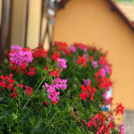 Bado 3* Stará Lesná