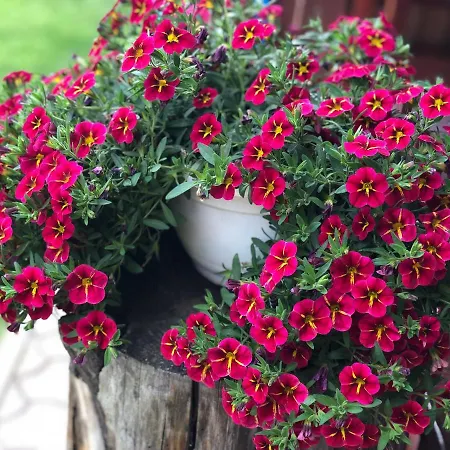 Bado Guest house Stara Lesna