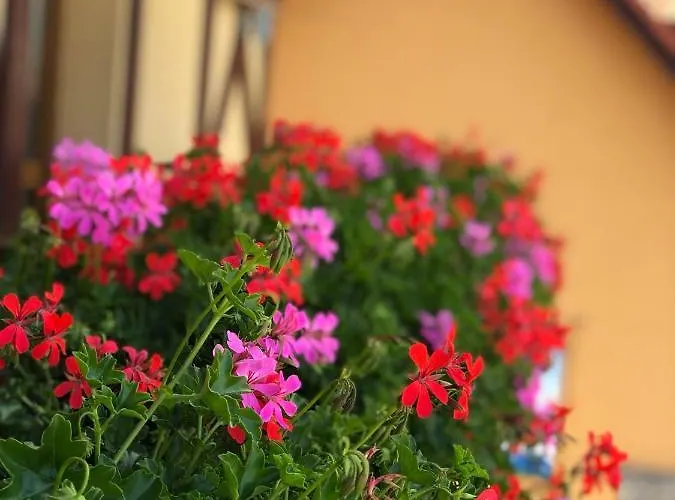 Bado 3* Stará Lesná