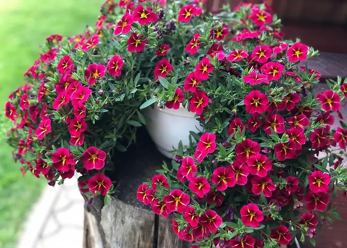 Bado Guest house Stara Lesna